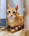 Ginger - Photo 3