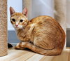 Ginger - Photo 4