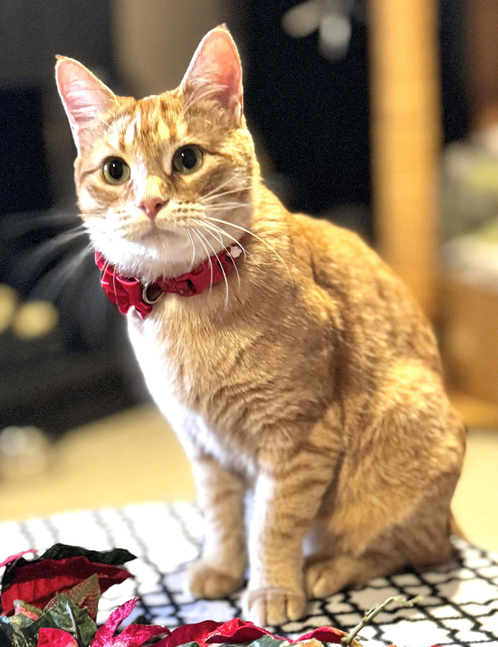 Ginger Image