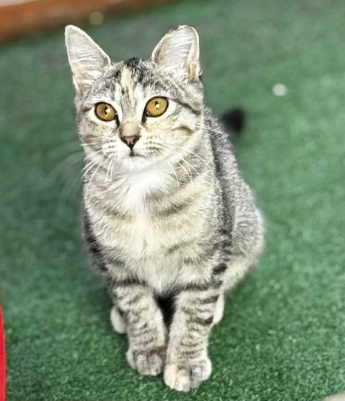 MARBLE - Domestic Short Hair available for adoption