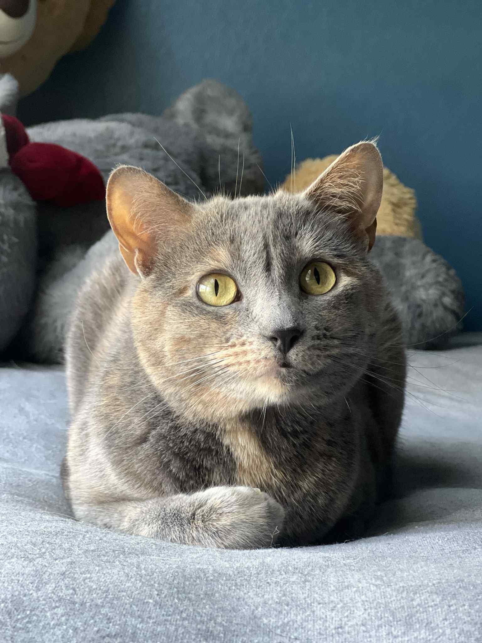 Buttercup, Domestic Medium Hair
