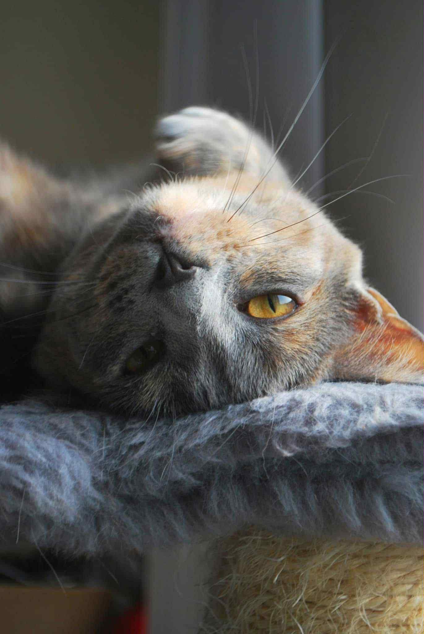 Buttercup, photo 2