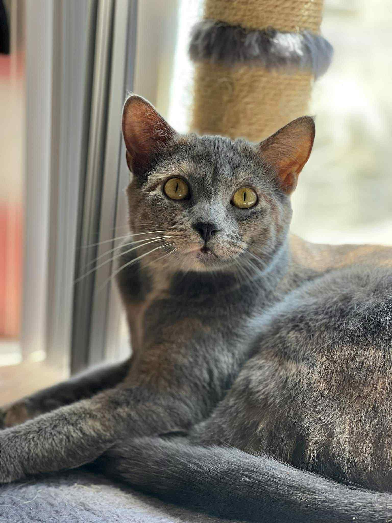 Buttercup, photo 3