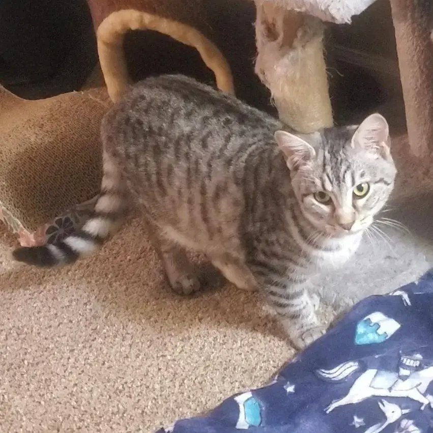 Wasabi - Domestic Short Hair