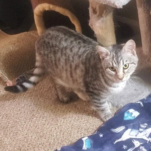 WASABI - Domestic Short Hair available for adoption