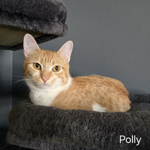 Polly, Young Domestic Short Hair (short coat), cat for adoption in Sedalia, Missouri