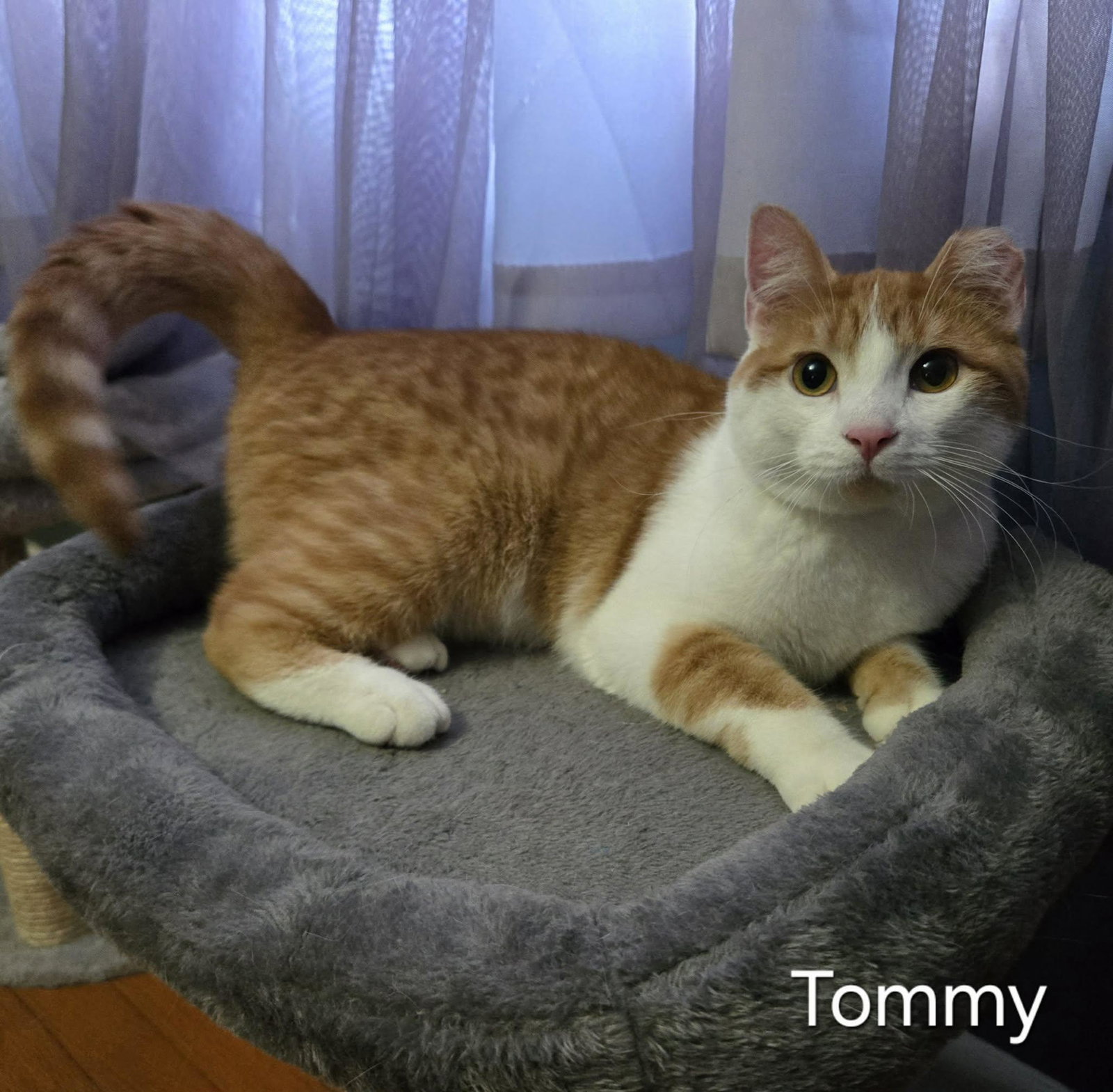 Tommy Image