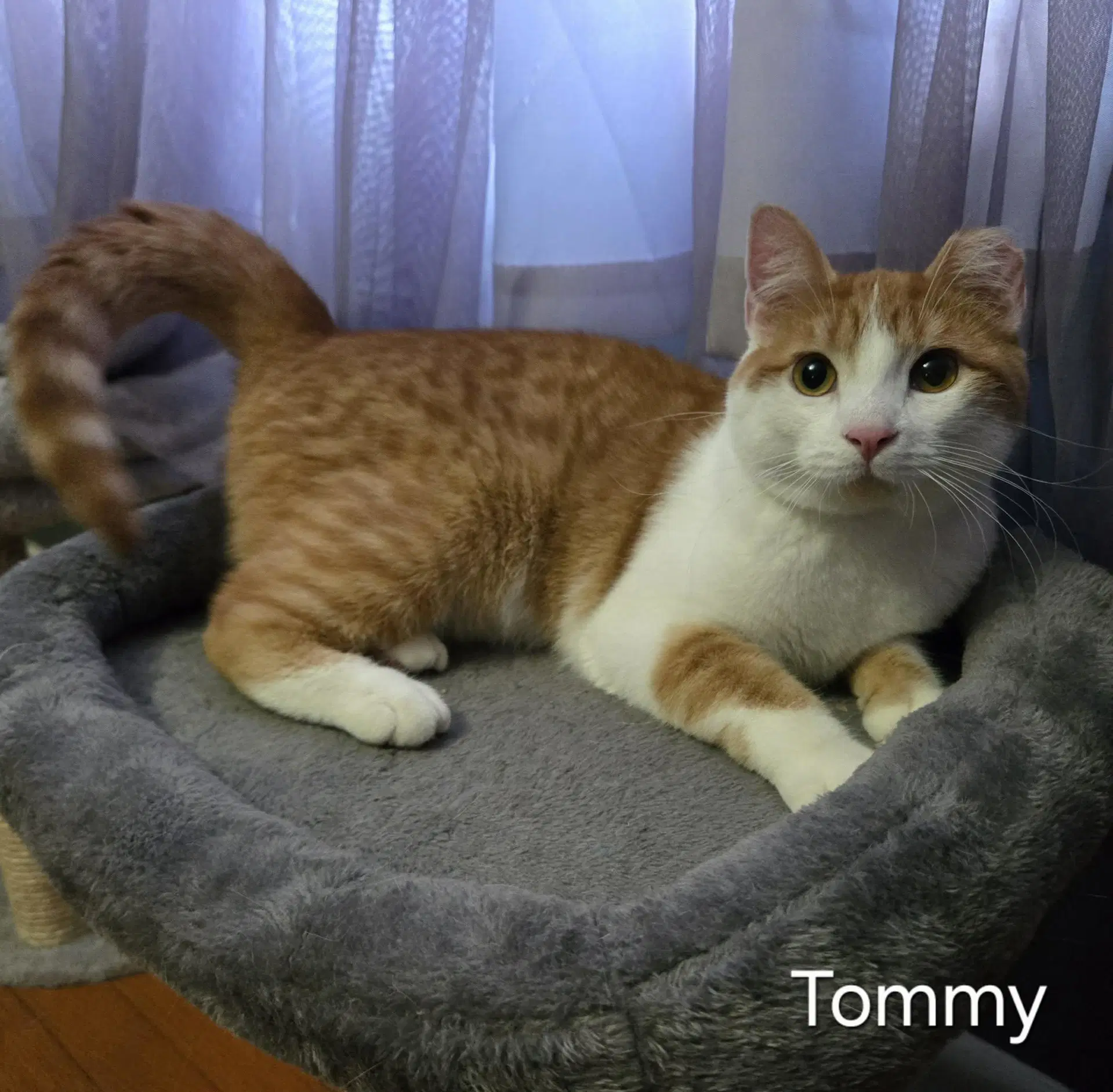 Tommy image 2
