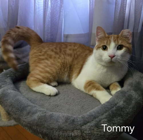 Photo 2 of Tommy