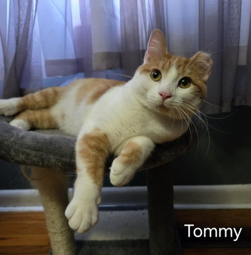 Photo 3 of Tommy