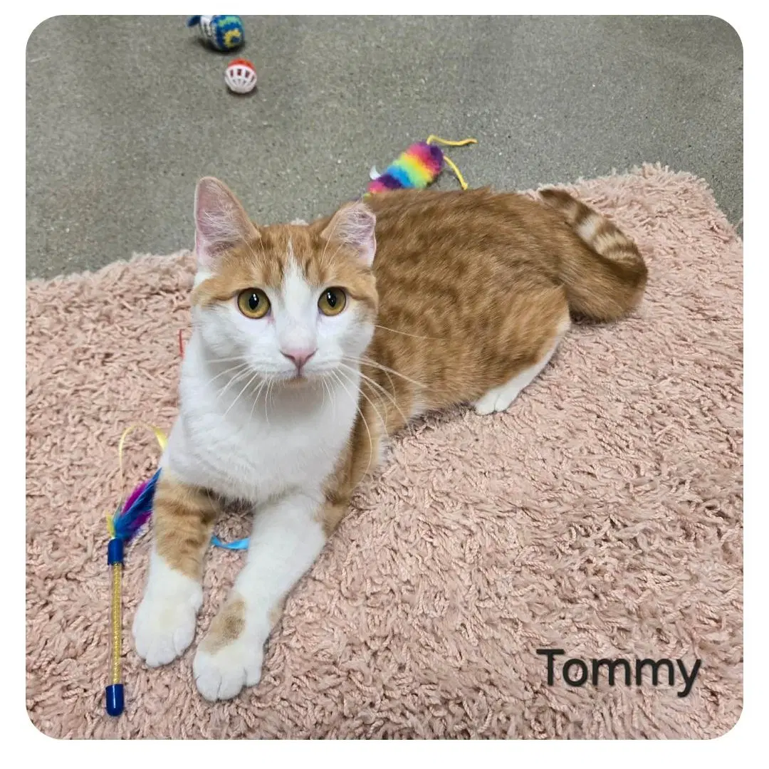 Tommy - Domestic Short Hair