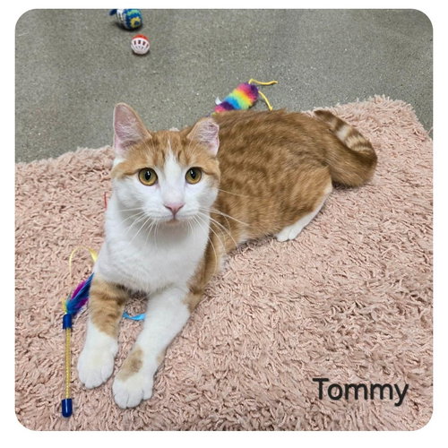 Tommy, an adoptable Domestic Short Hair in Sedalia, MO