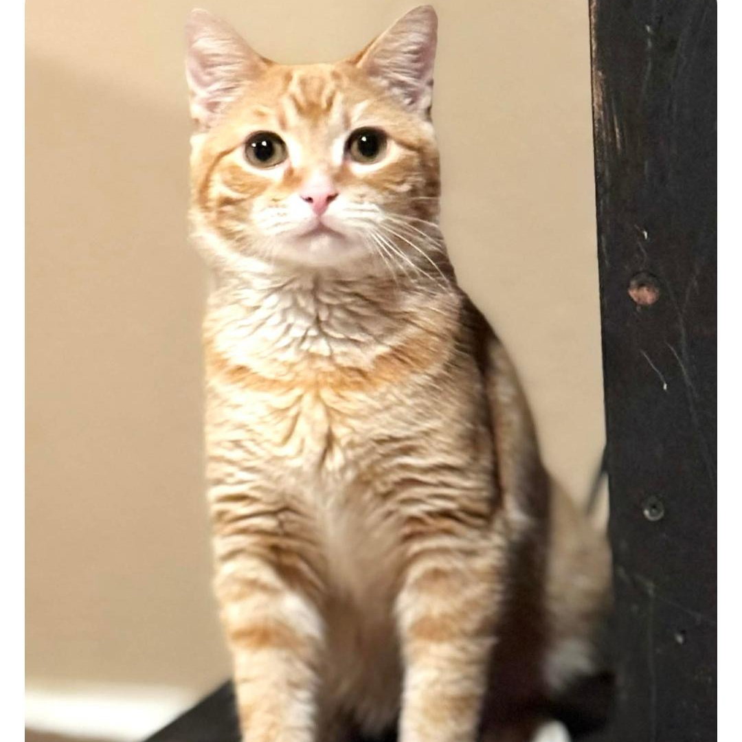 Cheeto Image