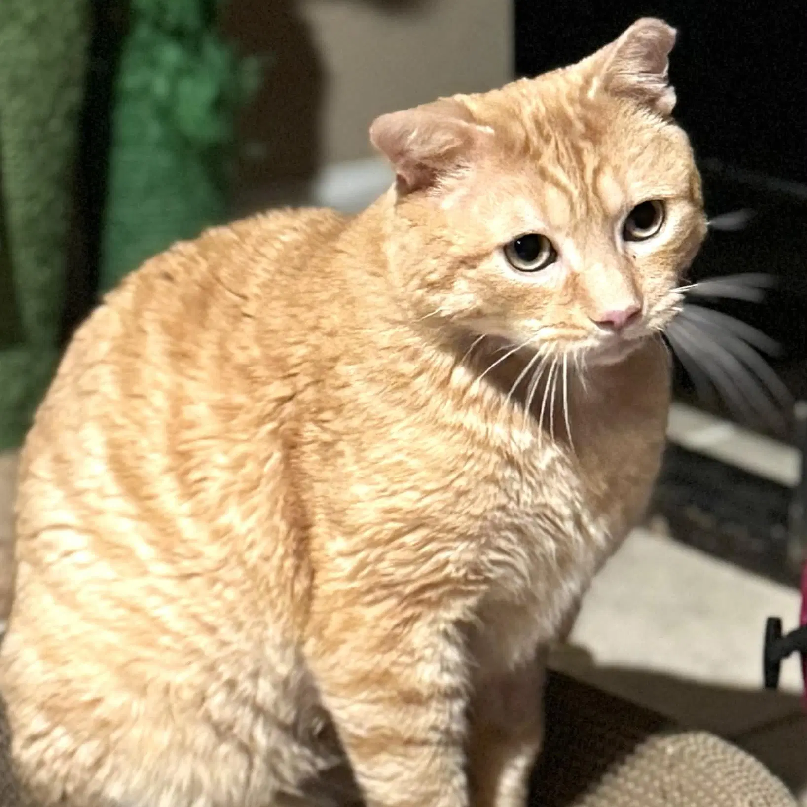 Tiger - Domestic Short Hair