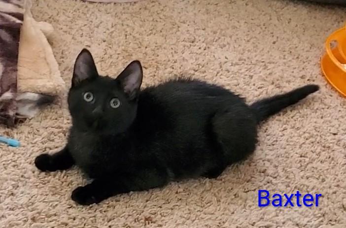 Baxter Image