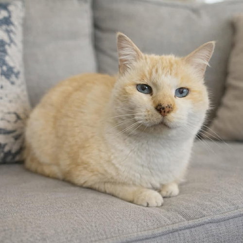 Snow, an adoptable Domestic Medium Hair in Sedalia, MO
