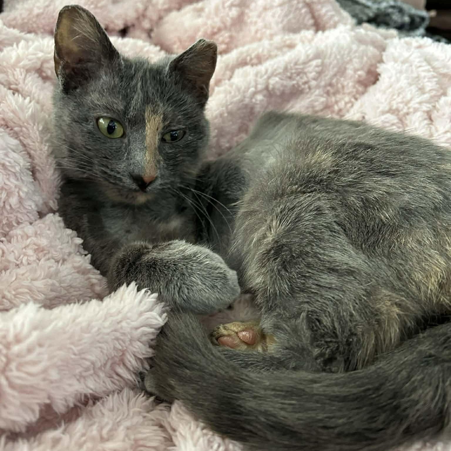 Stella Image
