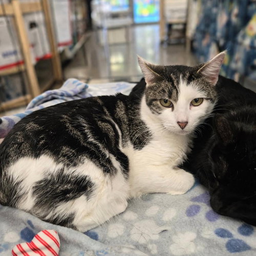 Moon, an adoptable Domestic Short Hair in Sedalia, MO