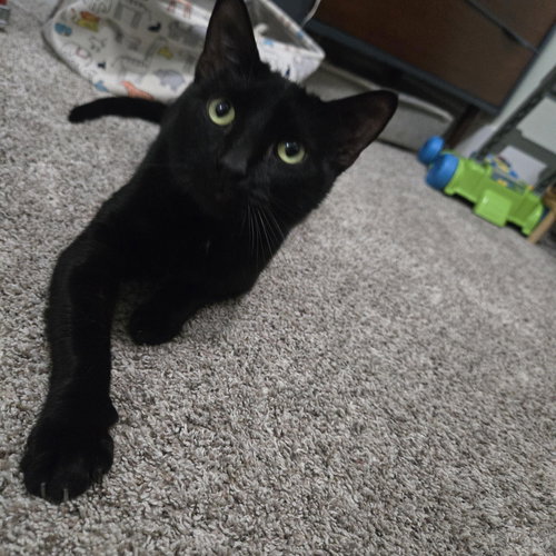 Salem, an adoptable Domestic Short Hair in Sedalia, MO