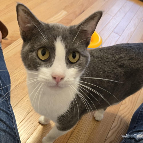 Shadow, Adult Domestic Short Hair (short coat), cat for adoption in Sedalia, Missouri