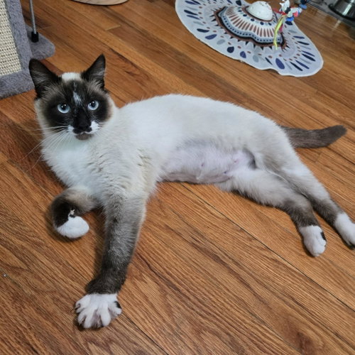 Nika, an adoptable Siamese in Sedalia, MO