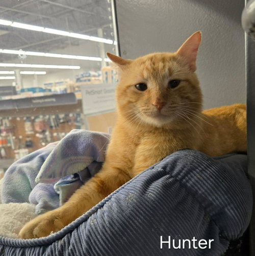 Hunter, an adoptable Domestic Short Hair in Sedalia, MO