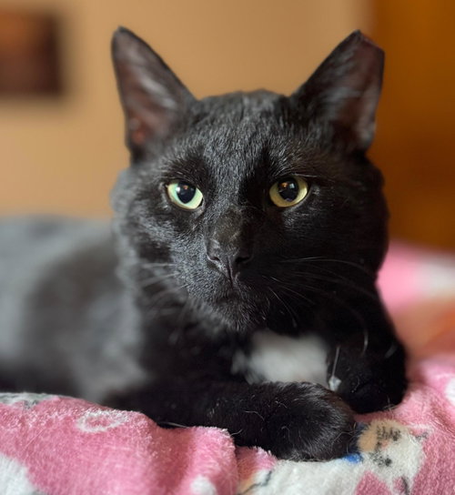 Asher, an adoptable Domestic Short Hair in Sedalia, MO