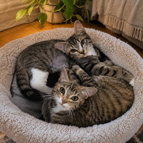 Sprinkle & Foxie, an adoptable Domestic Short Hair in Sedalia, MO