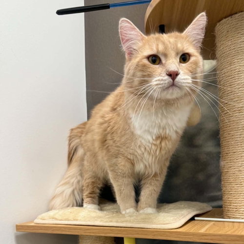 Queso, an adoptable Domestic Long Hair in Sedalia, MO
