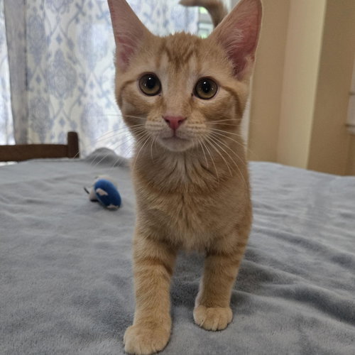Ziggy