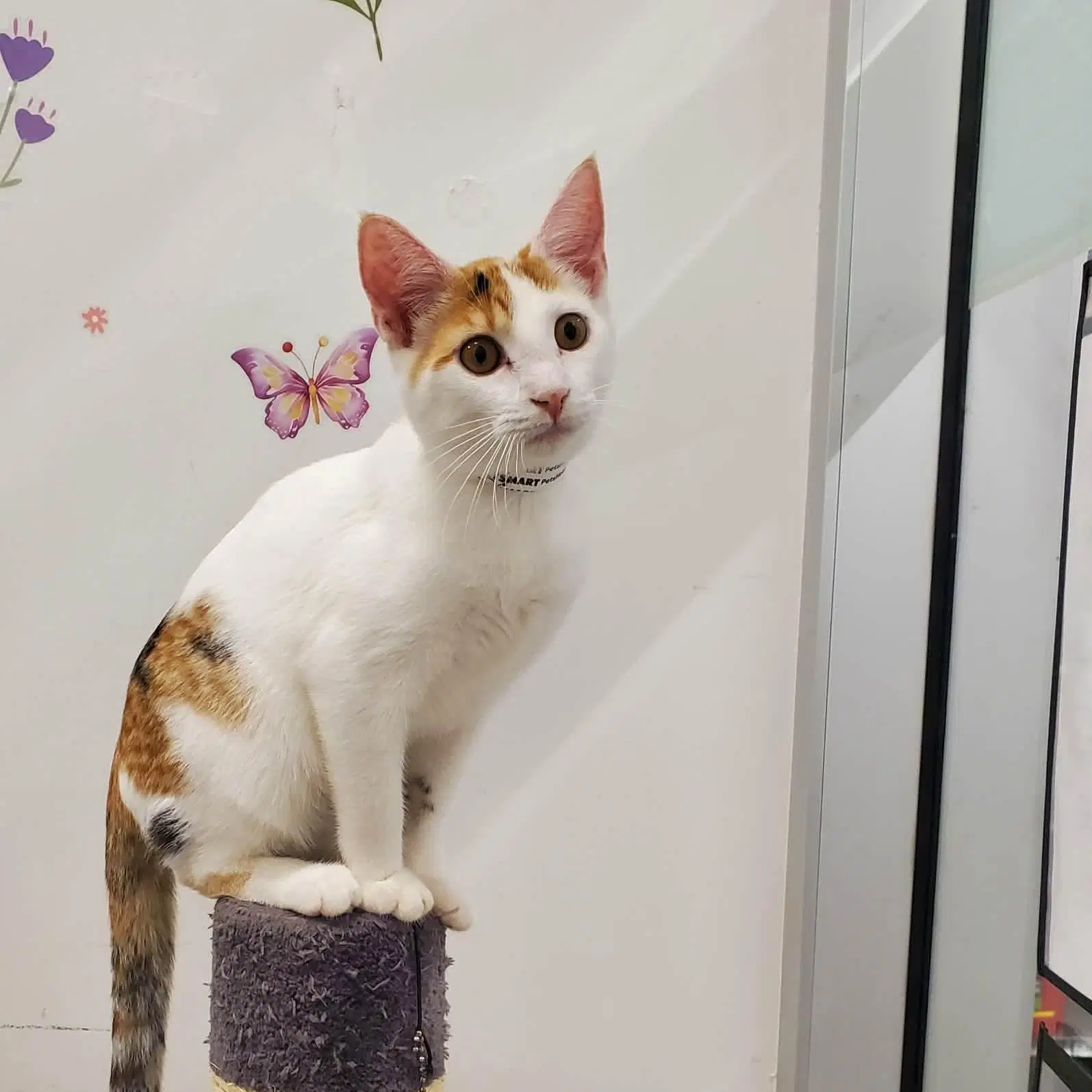 Charm - Domestic Short Hair