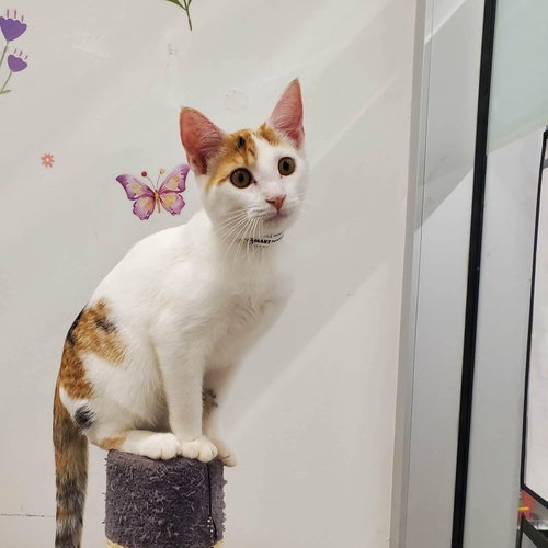 Charm, a cat for adoption from Pawsibilities Are Endless