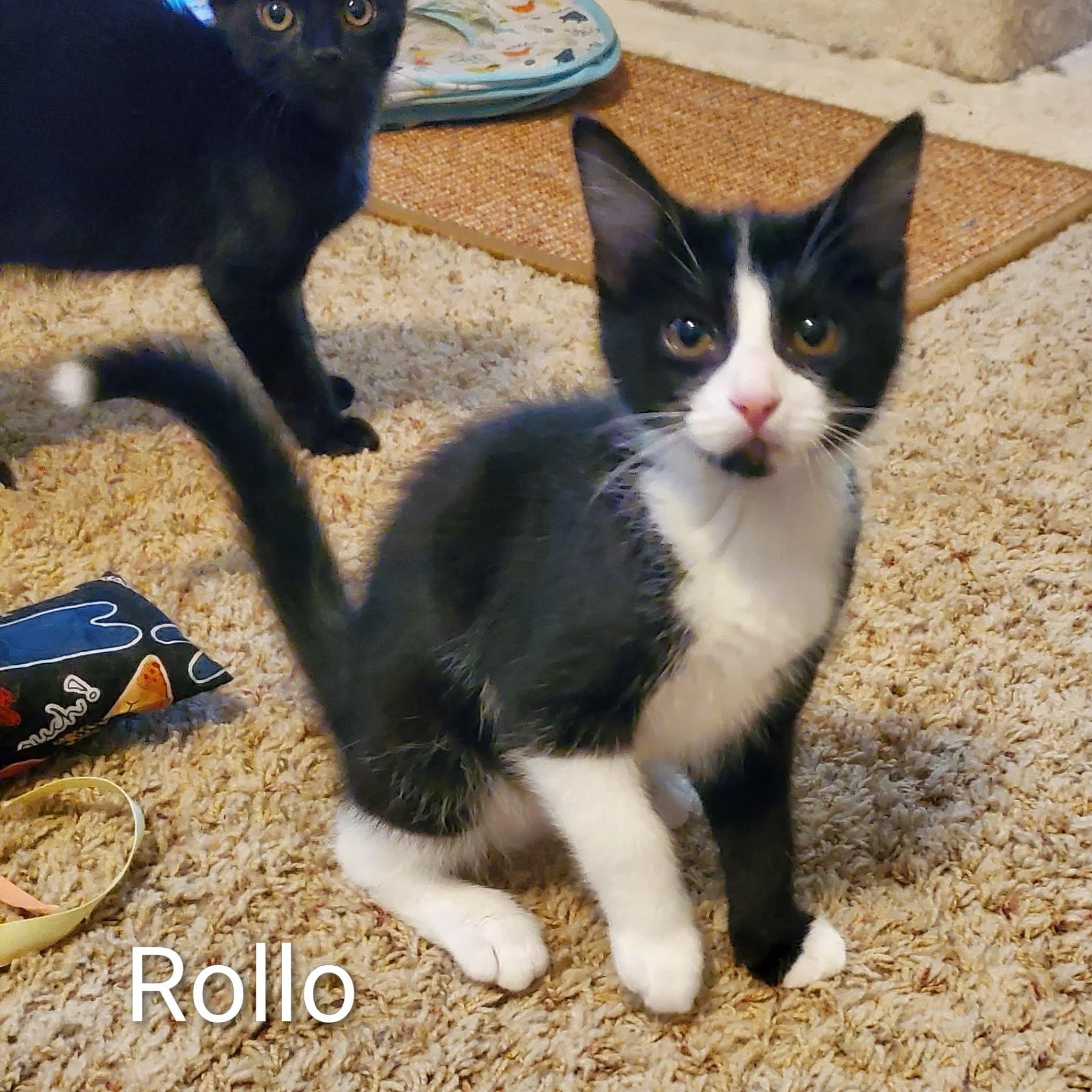 Rollo