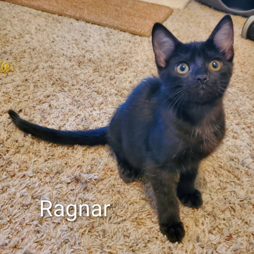 Ragnar