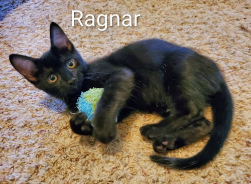 Ragnar photo 3