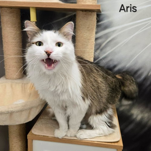 Aris