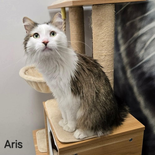 Aris photo 2