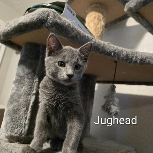 Jughead