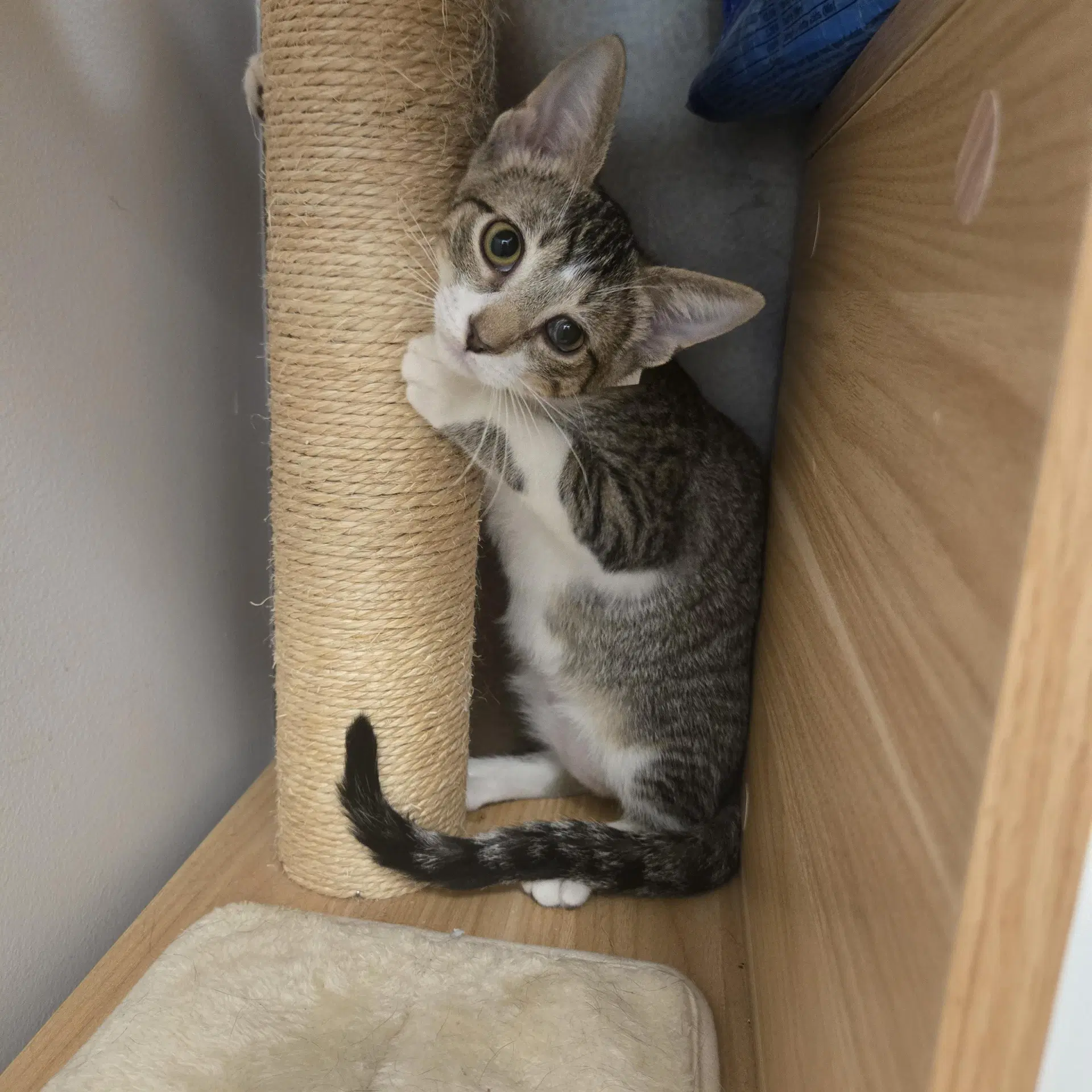 Morris - Domestic Short Hair