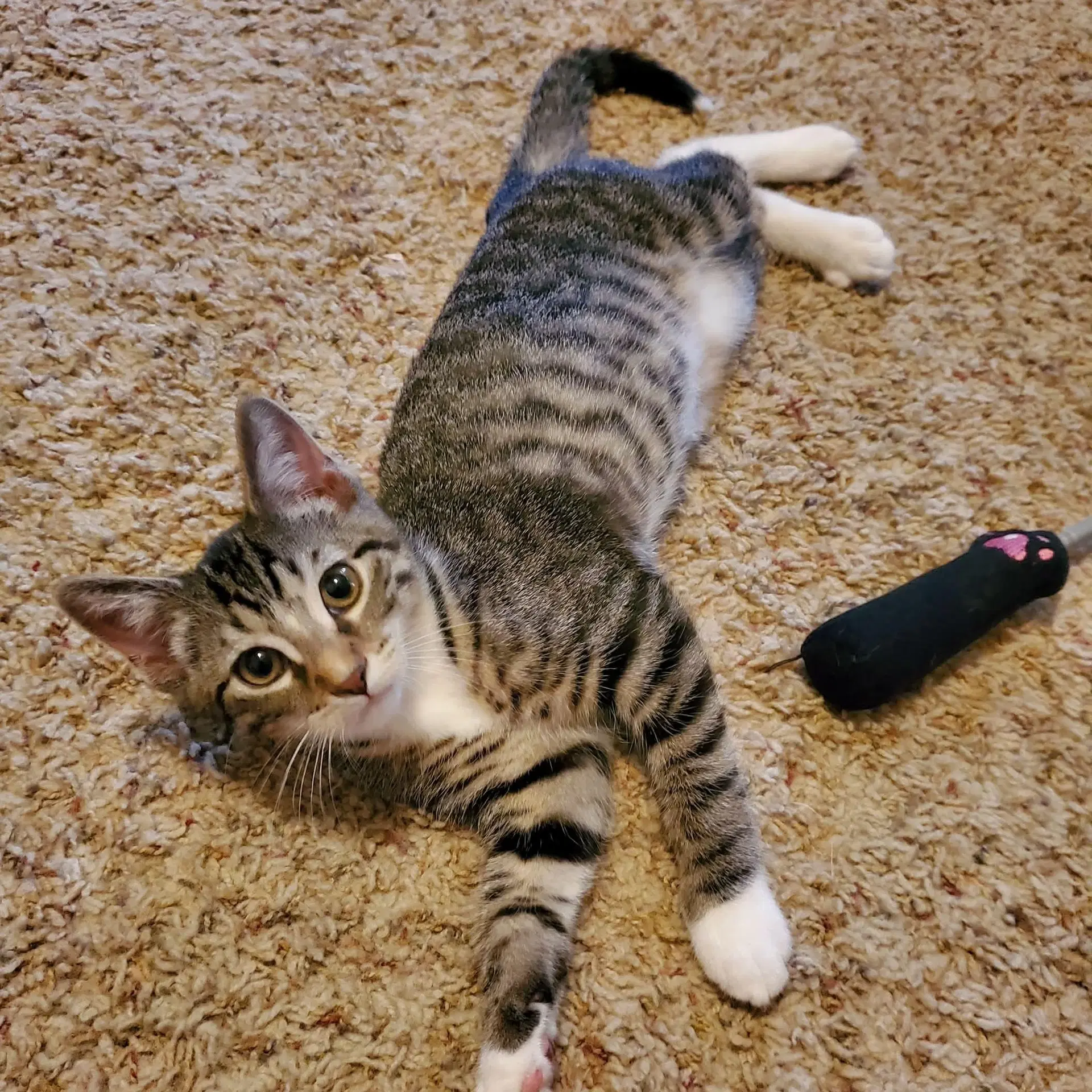 Thunder - Domestic Short Hair
