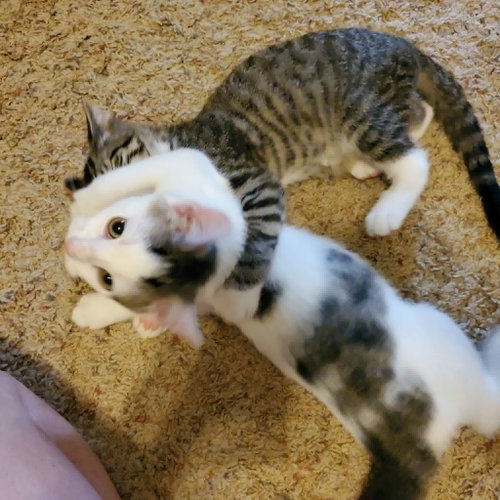 Photo 3 of Cyclone