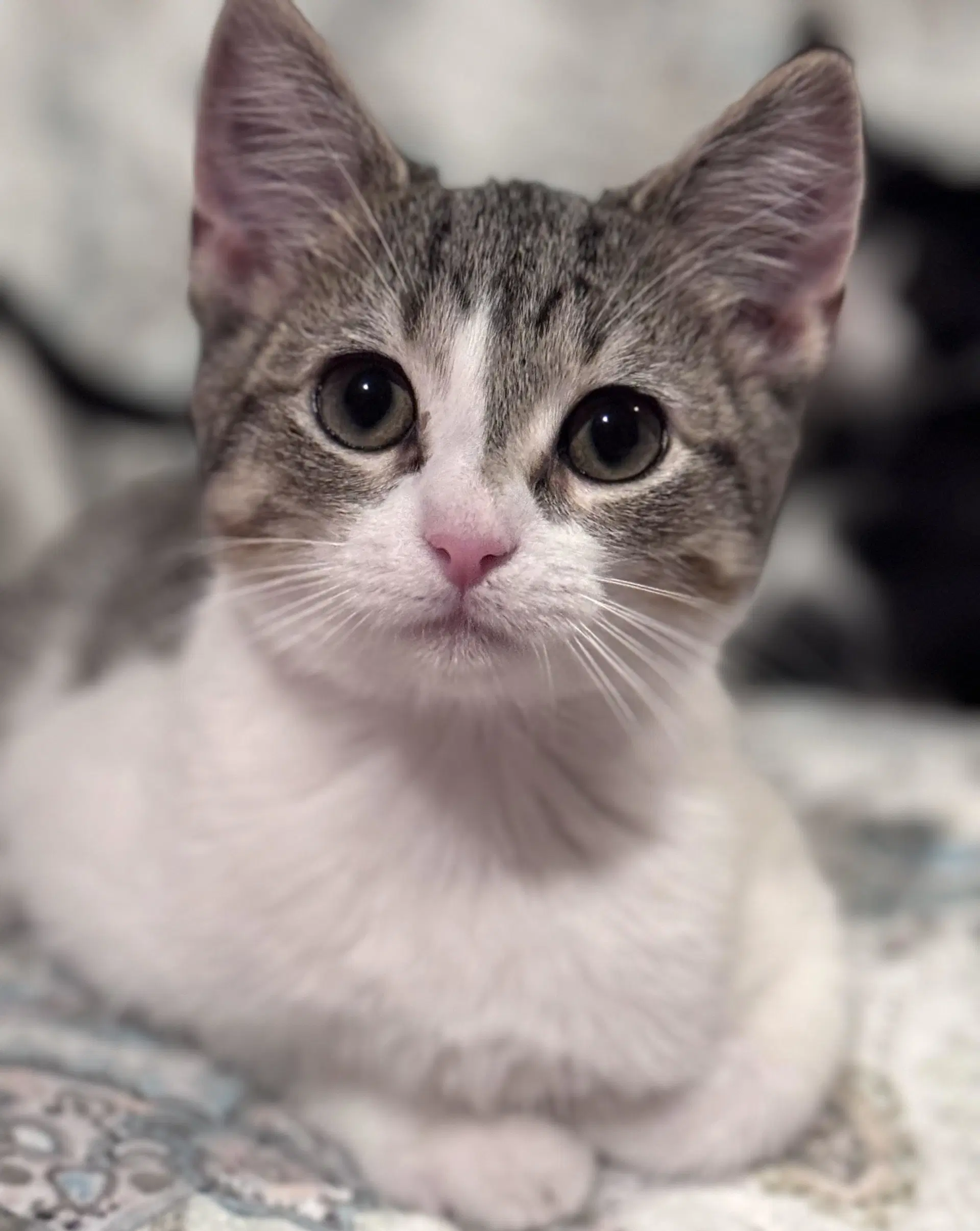 Snickers - Domestic Short Hair