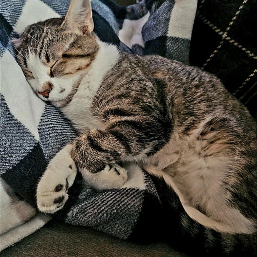 Patrick, a cat for adoption from Pawsibilities Are Endless