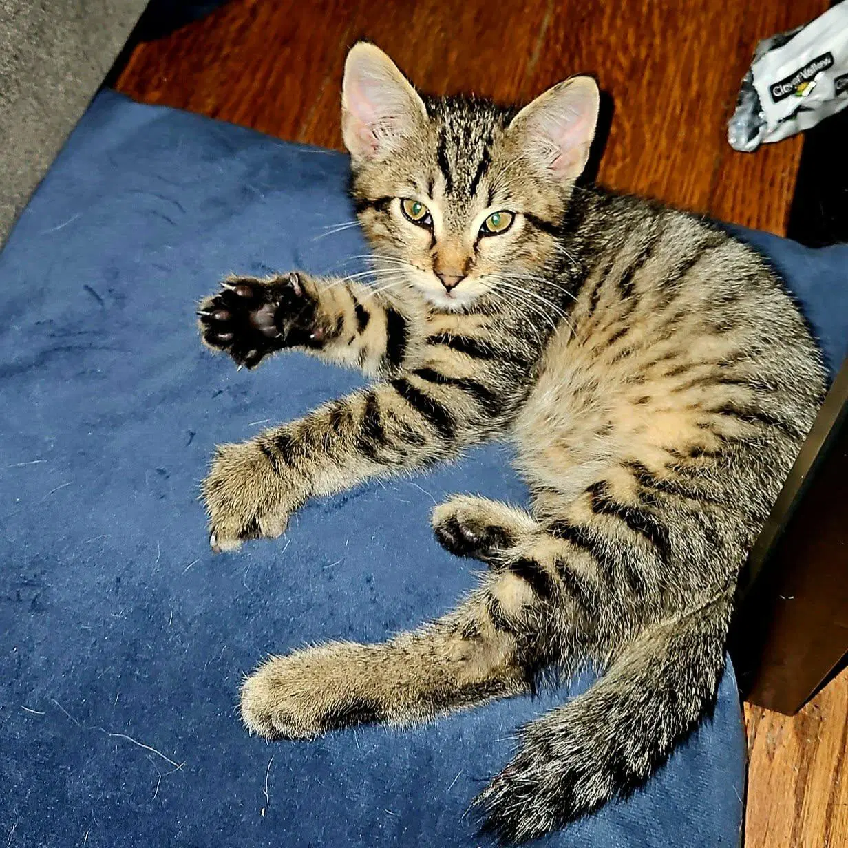 Bobby - Domestic Short Hair