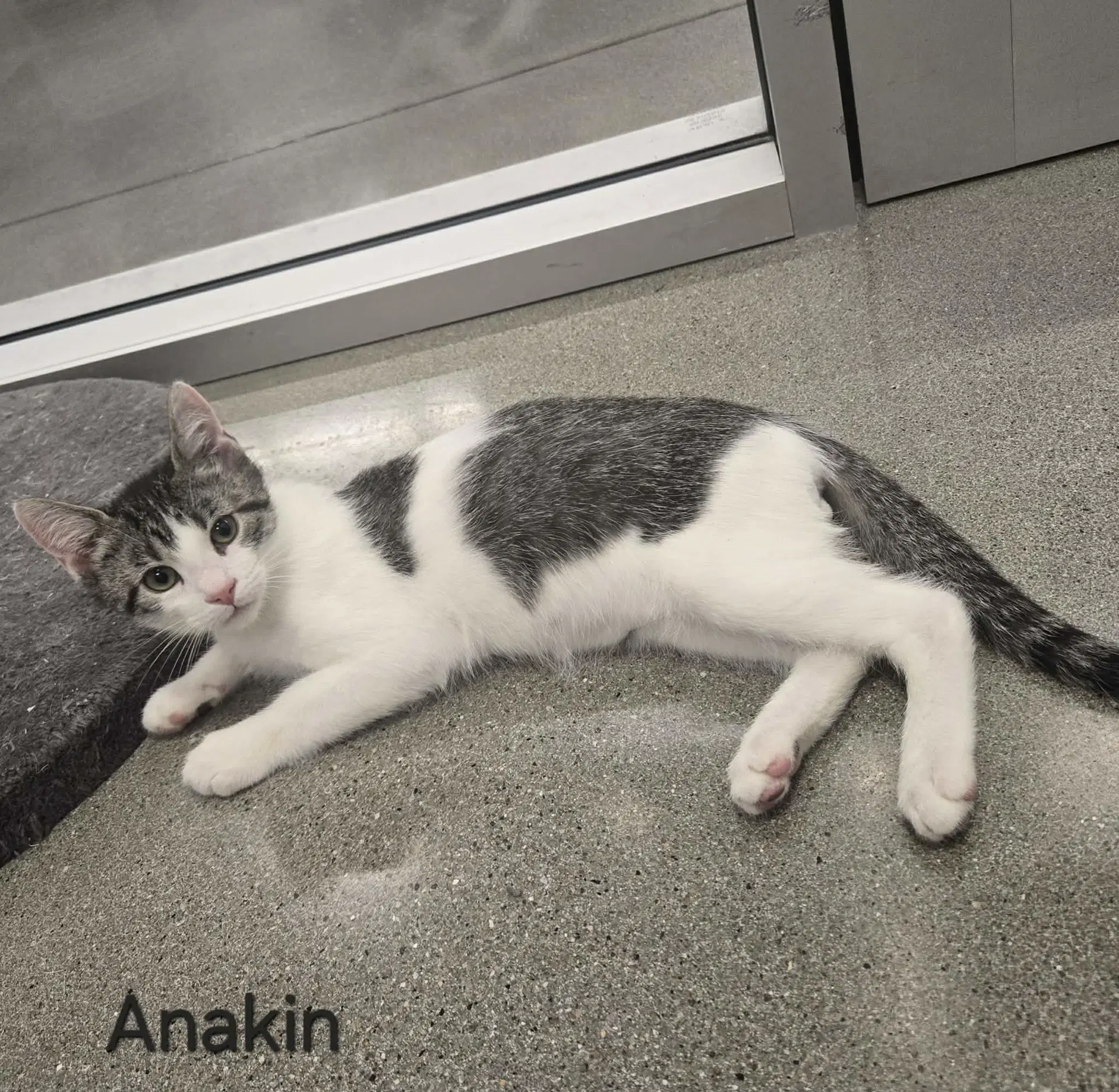 Anakin - Domestic Short Hair