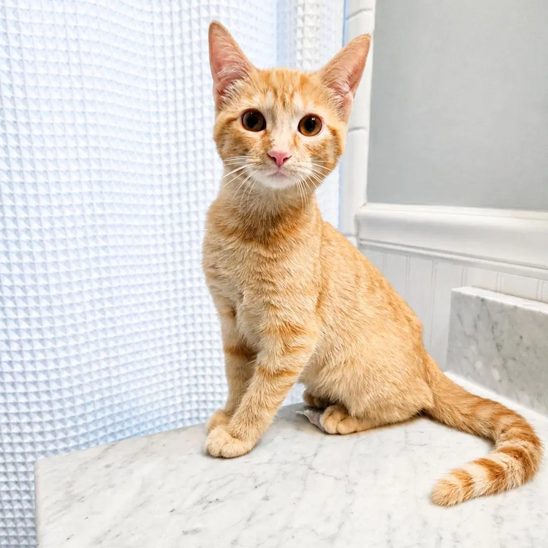 Cheeto - Domestic Short Hair