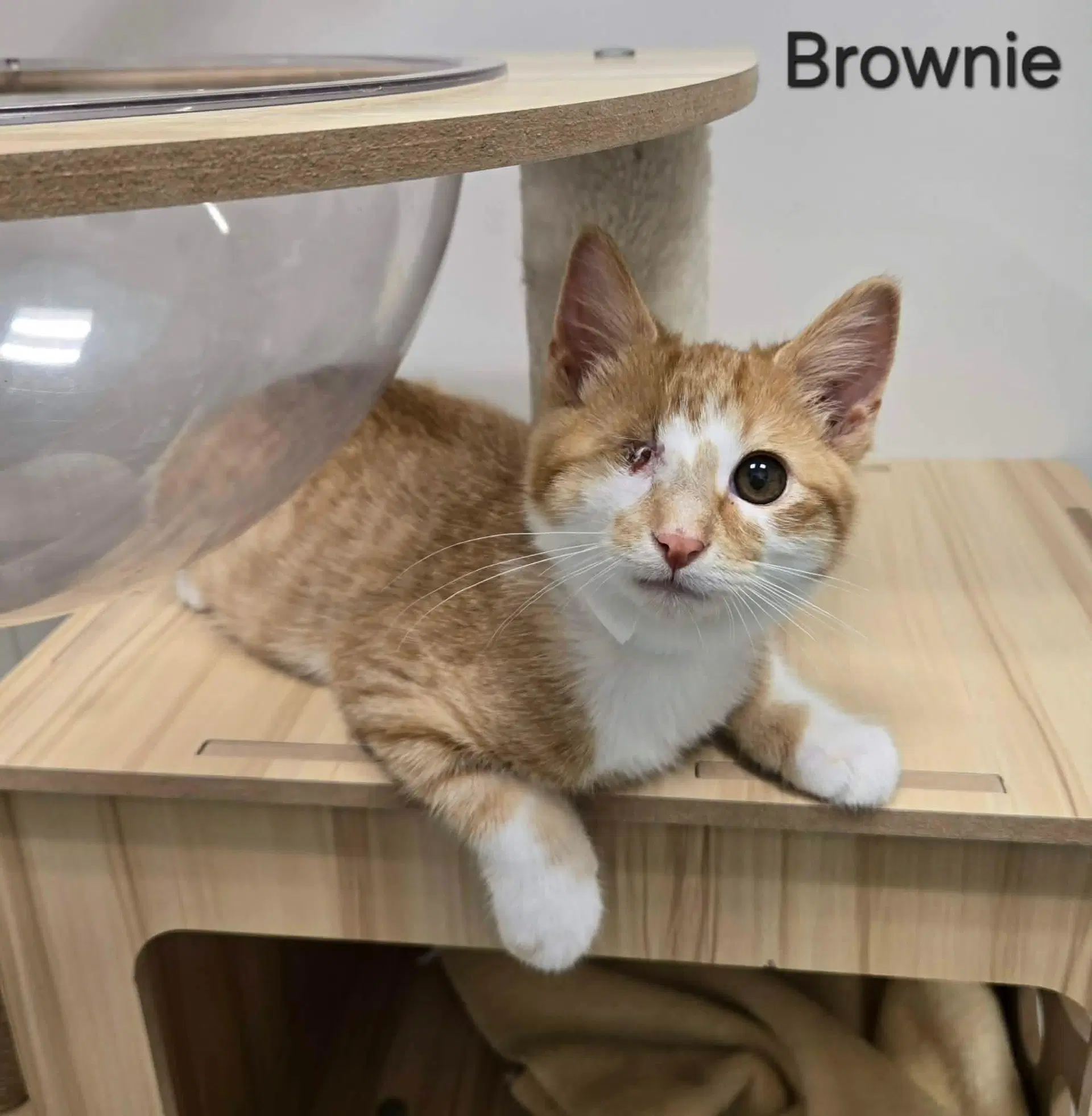 Brownie - Domestic Short Hair