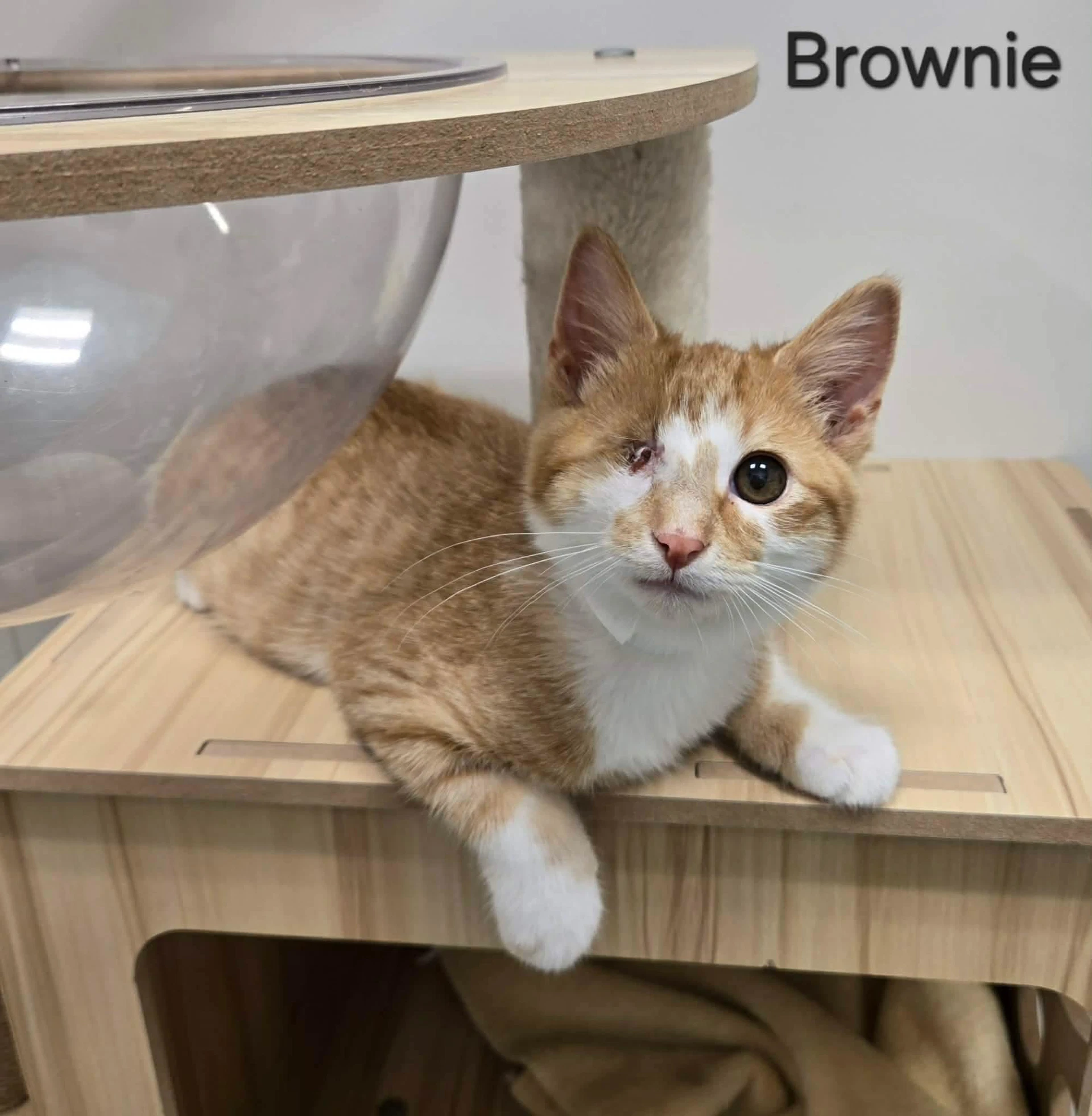 Brownie