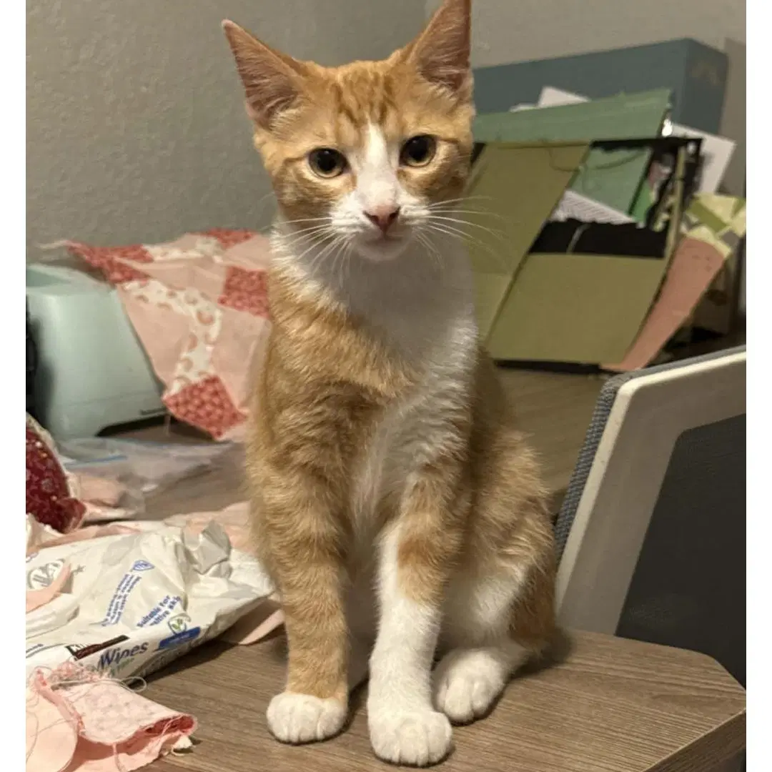 Nehi - Domestic Short Hair