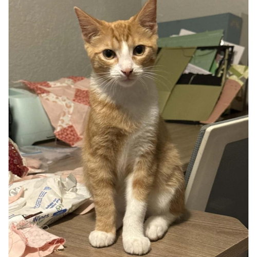 Nehi, a cat for adoption from Pawsibilities Are Endless